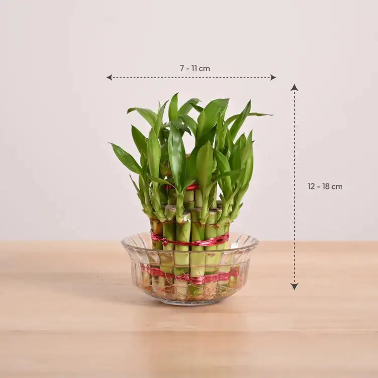 Bamboo plant in a glass container 