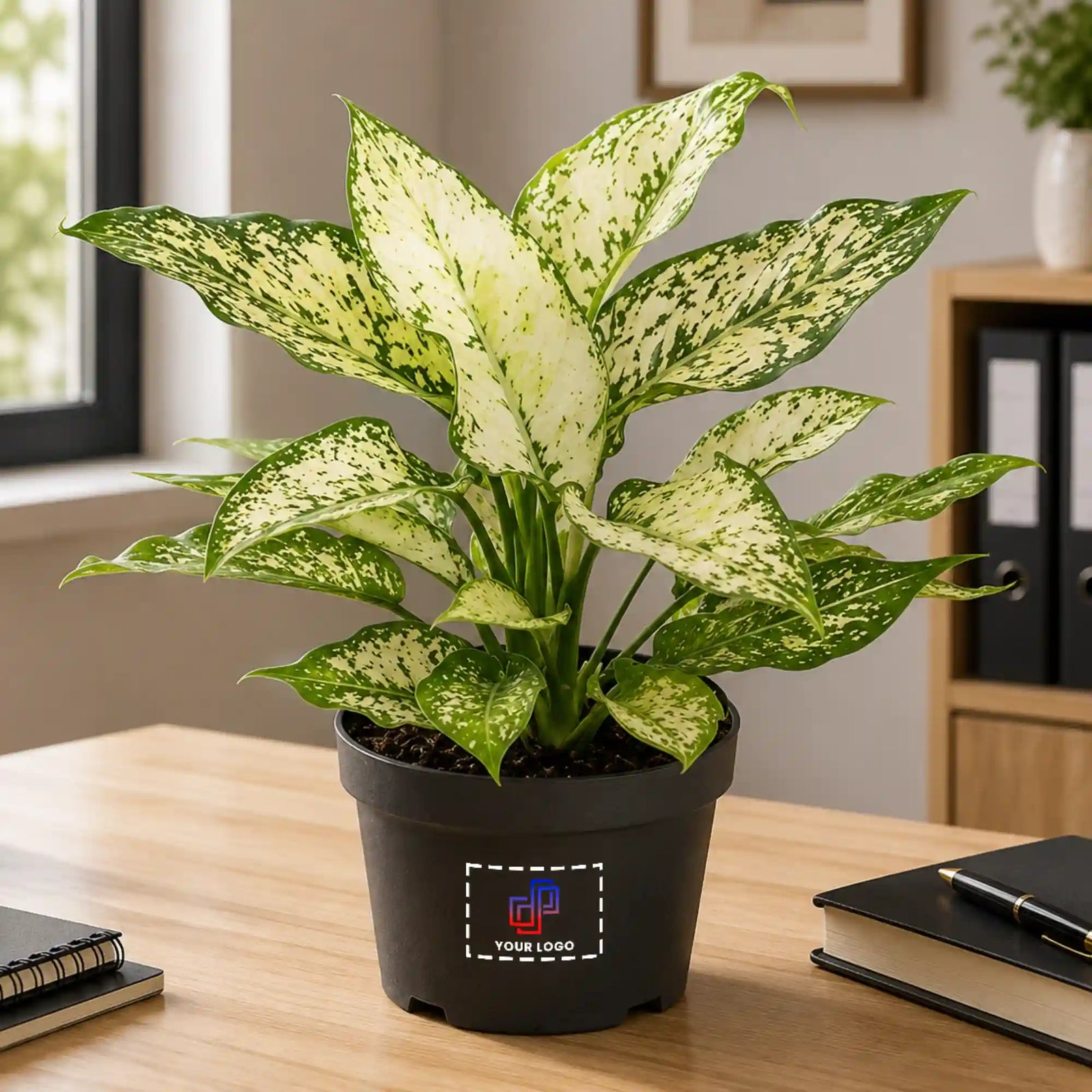 Aglaonema Green Plant with Customised Pot