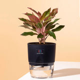 Aglaonema Lipstick Plant