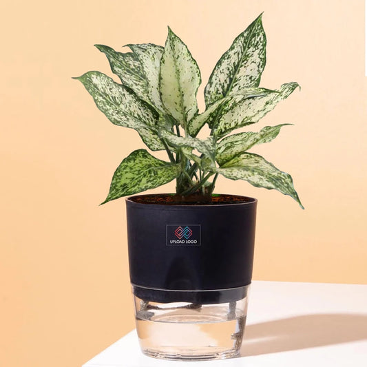 Aglaonema Snow White Plant