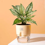 Aglaonema Snow White Plant Cream