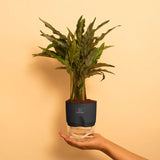 Calathea Triostar Plant