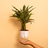 Calathea Triostar Plant