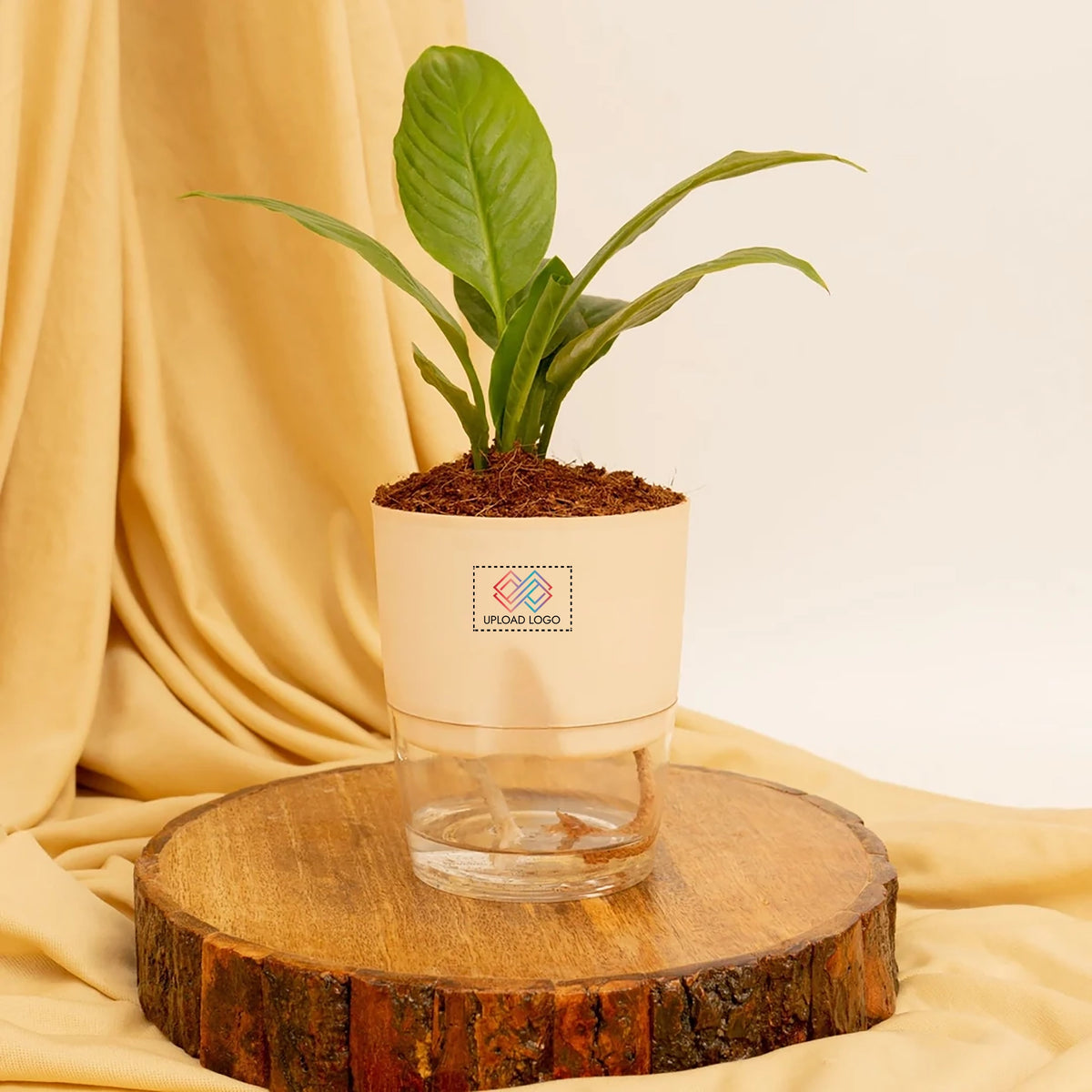 Peace Lily Plant Cream