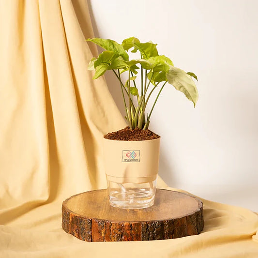 Syngonium Pixie White Plant