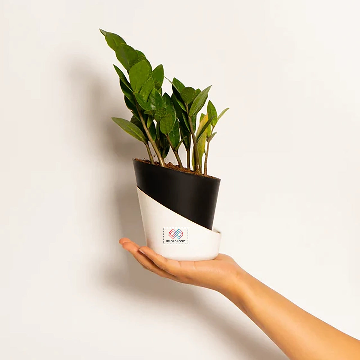 ZZ-Zamia Green Plant
