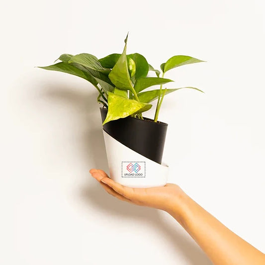 Money Plant Variegated
