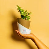 Grow Together Lucky Jade Plant