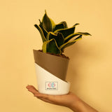 Goldan Hahnii Snake Plant