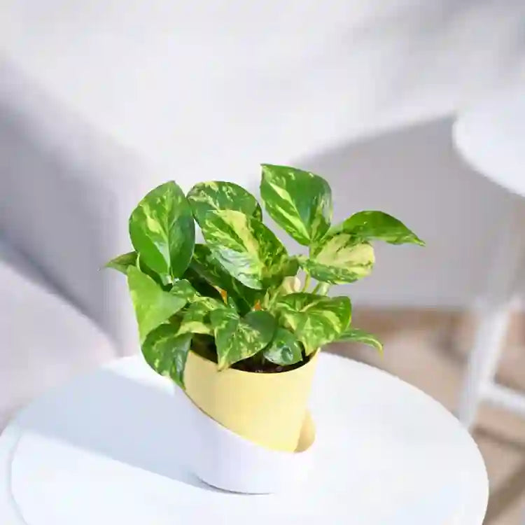 Potted plant with green leaves in a yellow pot on a white surface