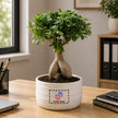 Ficus Microcarpa Bonsai with Customised Pot