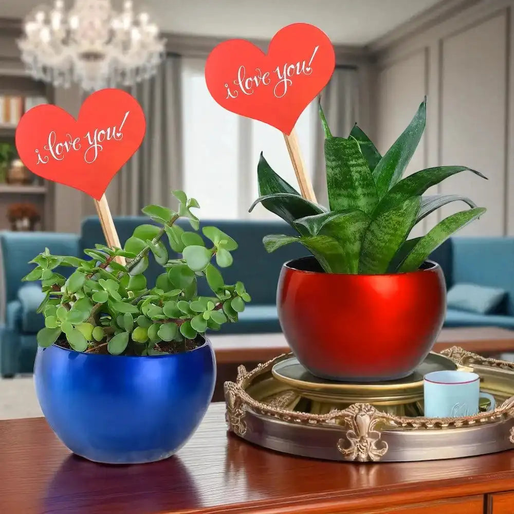 Love Filled Snake and Jade Plant Valentine Combo