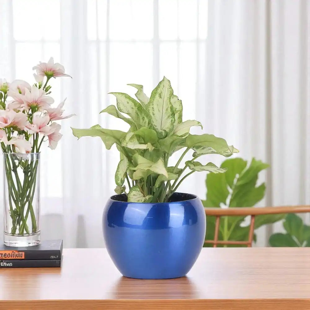 African Evergreen Syngonium Plant