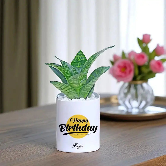 Personalised Birthday Special Sanseveria Snake Plant