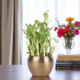 2 Layer Bamboo Plant In A Vase