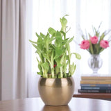 2 Layer Bamboo Plant In A Vase