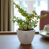 Spread Luck and Happiness with Jade plant