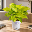 Golden Pothos Plant with Customised Pot