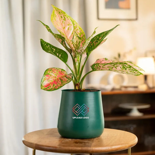 Aglaonema Pink Valentine Plant