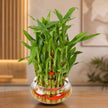 Hearty Three Layer Lucky Bamboo Plant