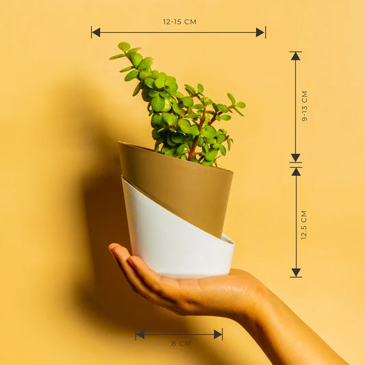 Grow Together Lucky Jade Plant