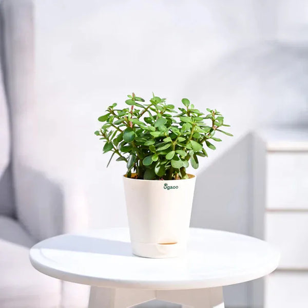 Good Luck Jade Plant With Self Watering Pot