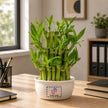 Lucky Bamboo Plant with Customised Pot
