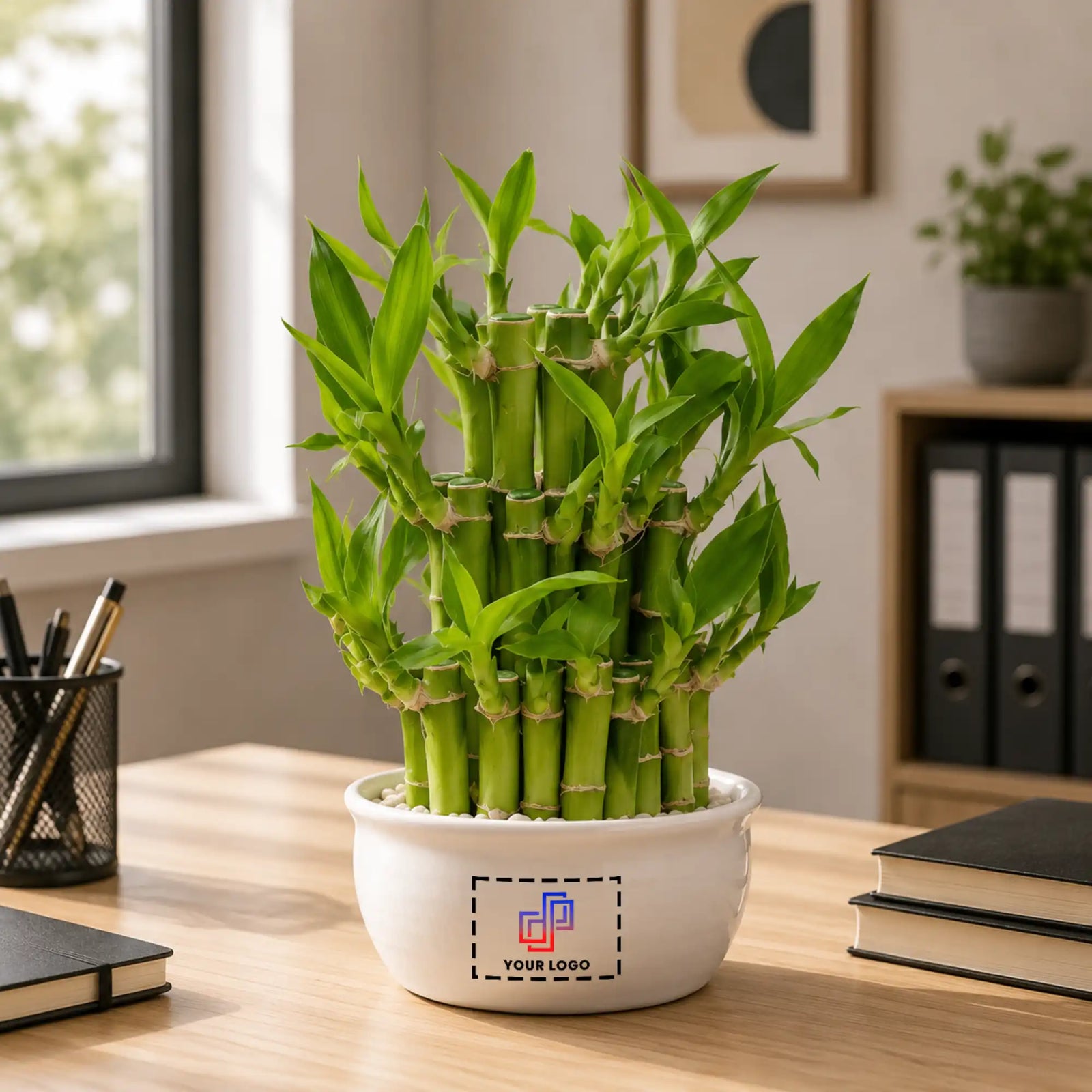 Lucky Bamboo Plant with Customised Pot
