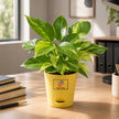 Money Plant with Customised Pot