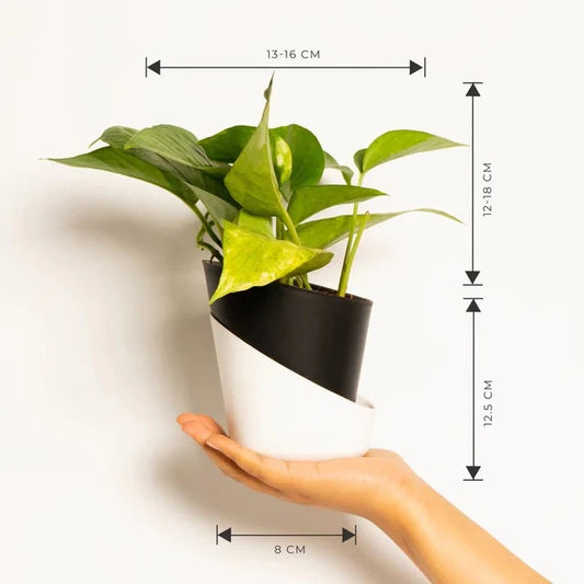 Money Plant Variegated