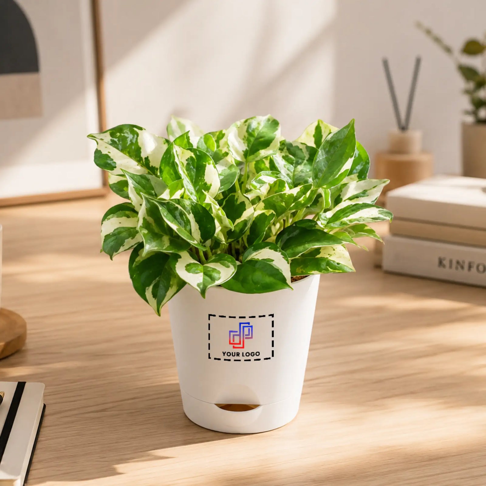 N'Joy Indoor Plant with Customised Pot