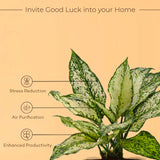 Aglaonema Snow White Plant