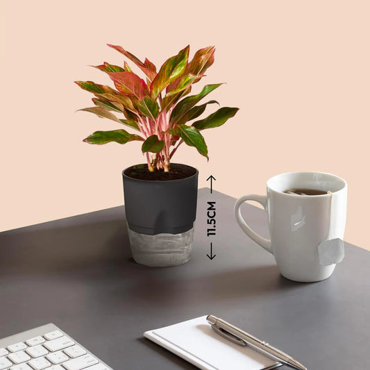 Aglaonema Lipstick Plant