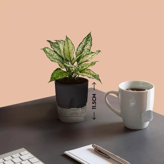 Aglaonema Snow White Plant