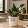 Sansevieria Plant with Customised Pot