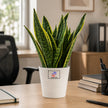 Snake Plant with Customised Pot