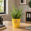 Spider Plant with Customised Pot
