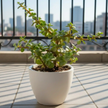 Spread Luck and Happiness with Jade Plant
