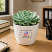 Succulent Plant with Customised Pot