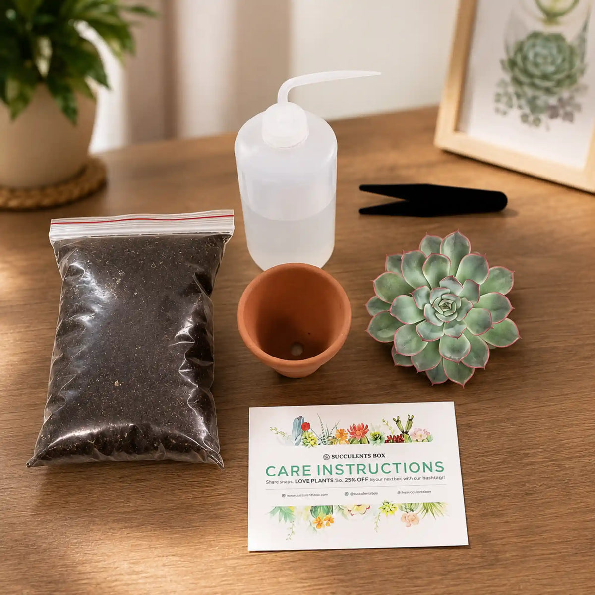 Succulent Plant DIY Kit