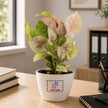 Syngonium Pink Plant with Customised Pot