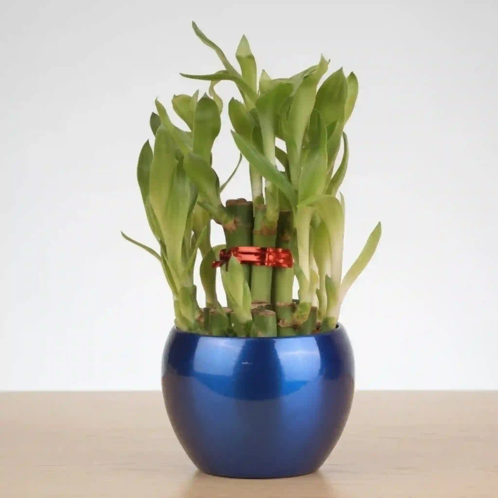lucky bamboo 2 Feng Shui Bamboo Plant - Lucky Indoor Decor