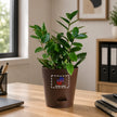 ZZ Zamia Green Plant with Customised Pot