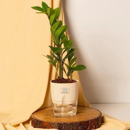ZZ-Zamia Green Plant
