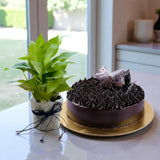 Chocolate Truffle Cake with Money Plant