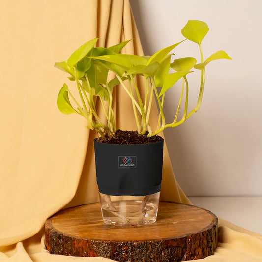 Gold Money Plant