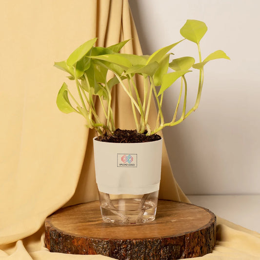 Gold Money Plant