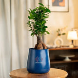 Lucky Bonsai Plant