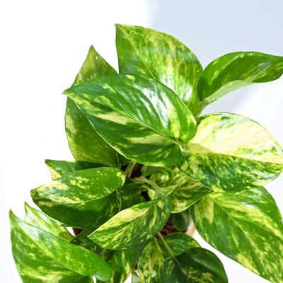 Plants
