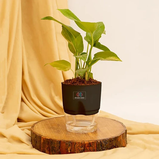 Money Plant Variegated